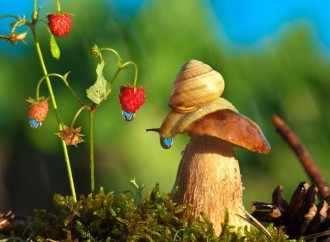 【神奇蜗牛照片】！看过这些华丽影像后，你对蜗牛的印象将彻底改变～